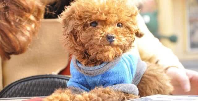 有的时候狗狗的眼角会流泪，这些原因才是主要的，主人要知道了