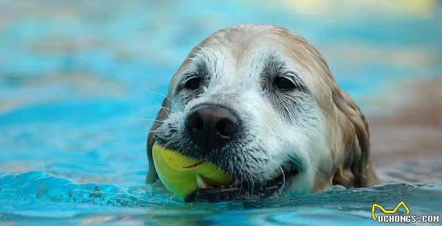 有的时候狗狗的眼角会流泪，这些原因才是主要的，主人要知道了