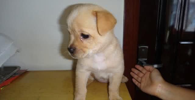 有的时候狗狗的眼角会流泪，这些原因才是主要的，主人要知道了