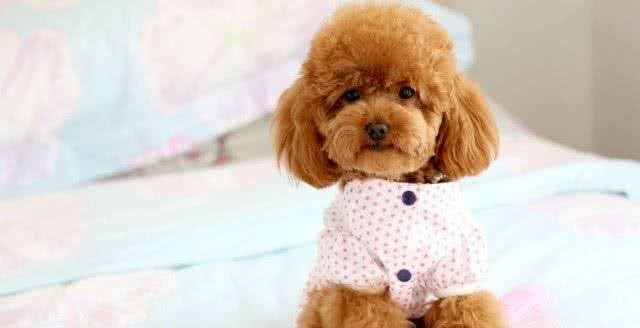 有的时候狗狗的眼角会流泪，这些原因才是主要的，主人要知道了