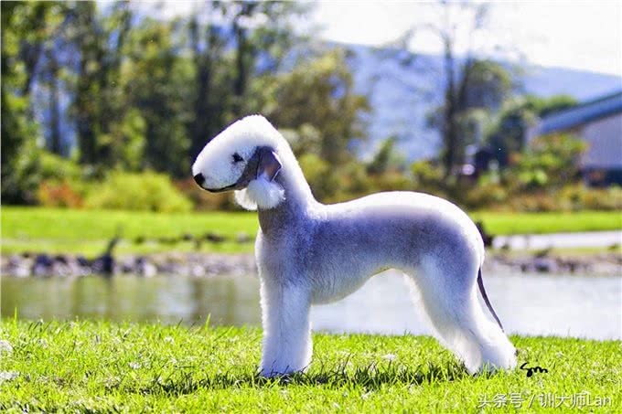 六个独一无二的稀有犬种，您认识几个?