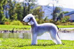 六个独一无二的稀有犬种，您认识几个?