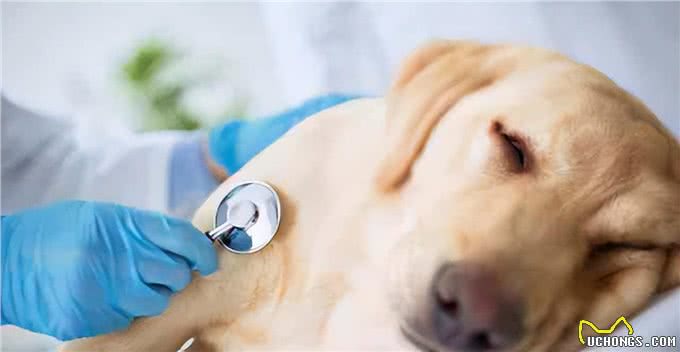 狗狗肠胃炎怎么办?如何用药有效治疗?