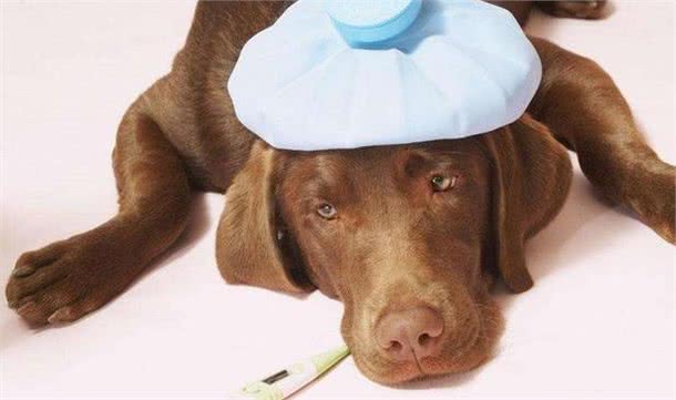 狗狗肠胃炎怎么办?如何用药有效治疗?