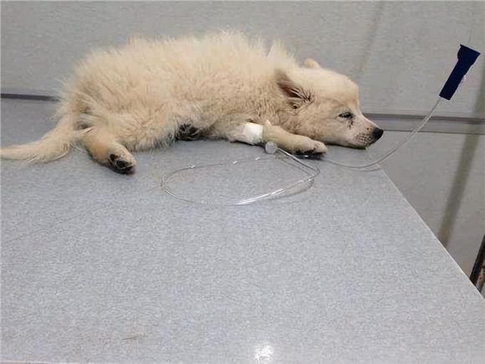 狗狗肠胃炎怎么办?如何用药有效治疗?