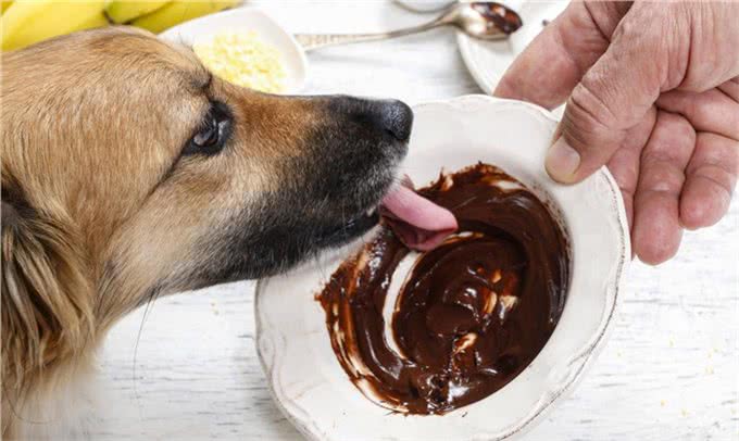 狗狗吃南瓜益处多，但注意好吃法，不然要拉肚子了