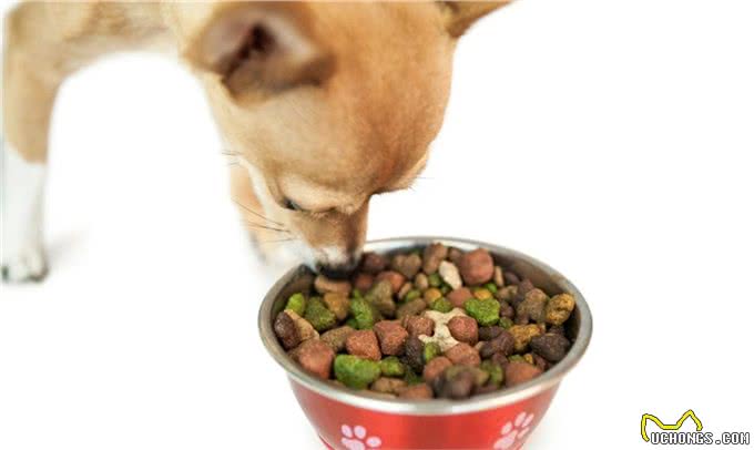 狗狗吃南瓜益处多，但注意好吃法，不然要拉肚子了