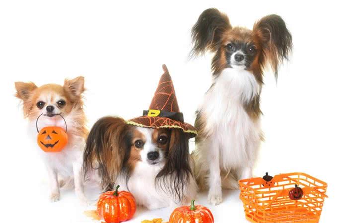 狗狗吃南瓜益处多，但注意好吃法，不然要拉肚子了