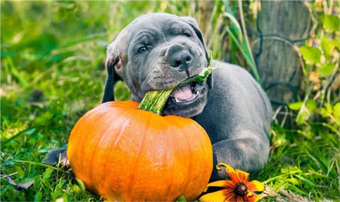 狗狗吃南瓜益处多，但注意好吃法，不然要拉肚子了