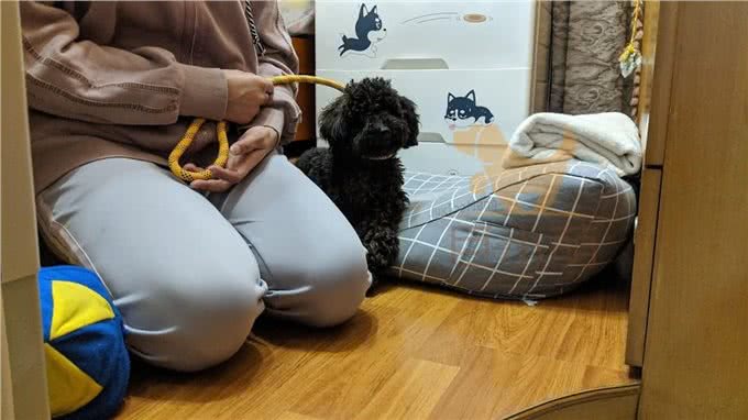 「巨小萌训犬」广州泰迪攻击家人、过度吠叫、随行训犬案例