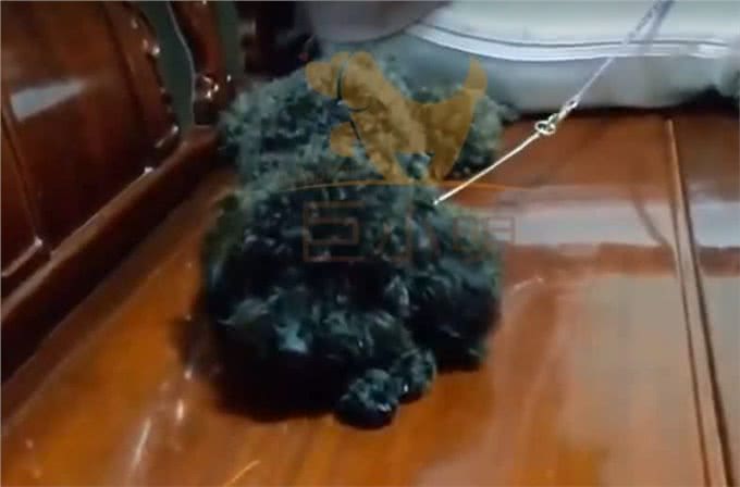 「巨小萌训犬」广州泰迪攻击家人、过度吠叫、随行训犬案例