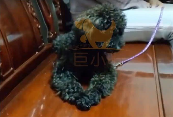 「巨小萌训犬」广州泰迪攻击家人、过度吠叫、随行训犬案例