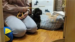 「巨小萌训犬」广州泰迪攻击家人、过度吠叫、随行训犬案例