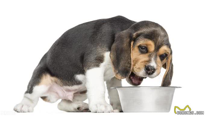 有什么简单的狗狗喂养口诀吗?