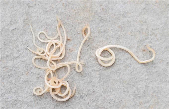 辟谣：狗感染蛔虫只会引起拉稀?这些致命疾病才是蛔虫的真实危害