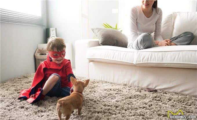 辟谣:狗感染蛔虫只会引起拉稀?这些致命疾病才是蛔虫的真实危害