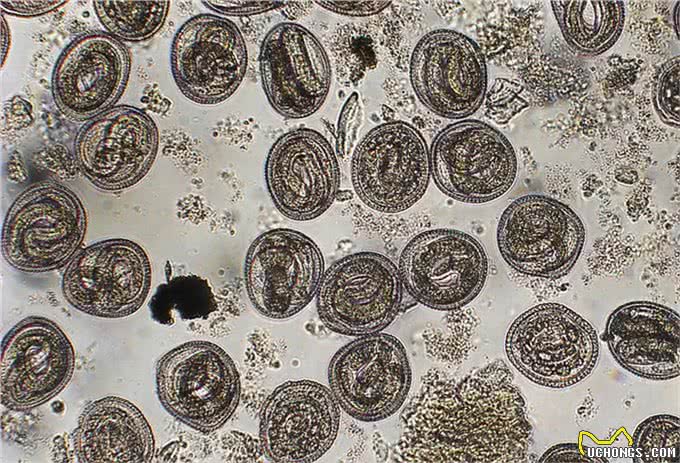 辟谣:狗感染蛔虫只会引起拉稀?这些致命疾病才是蛔虫的真实危害