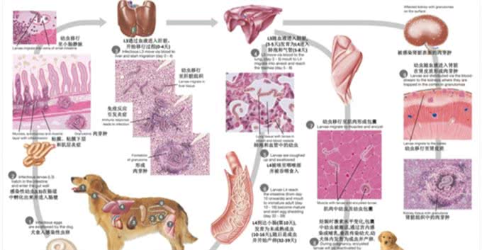 辟谣：狗感染蛔虫只会引起拉稀?这些致命疾病才是蛔虫的真实危害