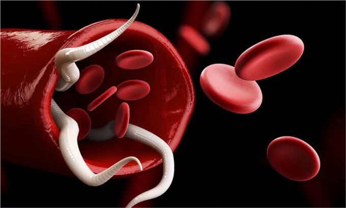 辟谣：狗感染蛔虫只会引起拉稀?这些致命疾病才是蛔虫的真实危害