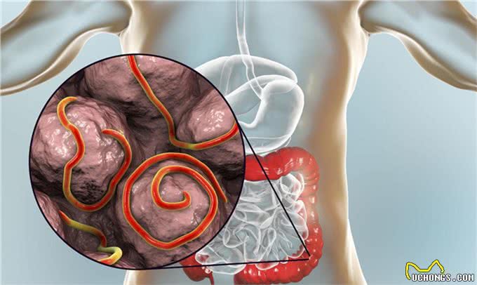 辟谣：狗感染蛔虫只会引起拉稀?这些致命疾病才是蛔虫的真实危害