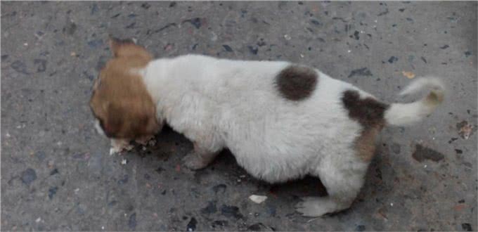 辟谣:狗感染蛔虫只会引起拉稀?这些致命疾病才是蛔虫的真实危害