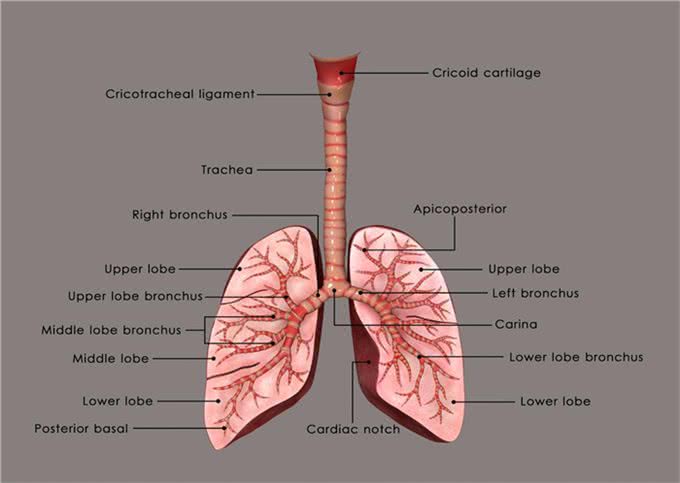 辟谣:狗感染蛔虫只会引起拉稀?这些致命疾病才是蛔虫的真实危害