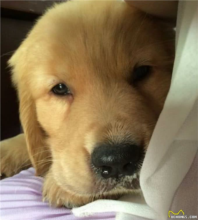 辟谣：狗感染蛔虫只会引起拉稀?这些致命疾病才是蛔虫的真实危害