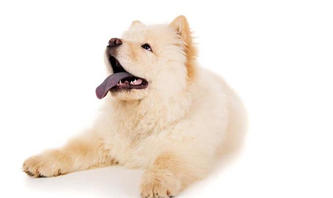 辟谣:狗感染蛔虫只会引起拉稀?这些致命疾病才是蛔虫的真实危害