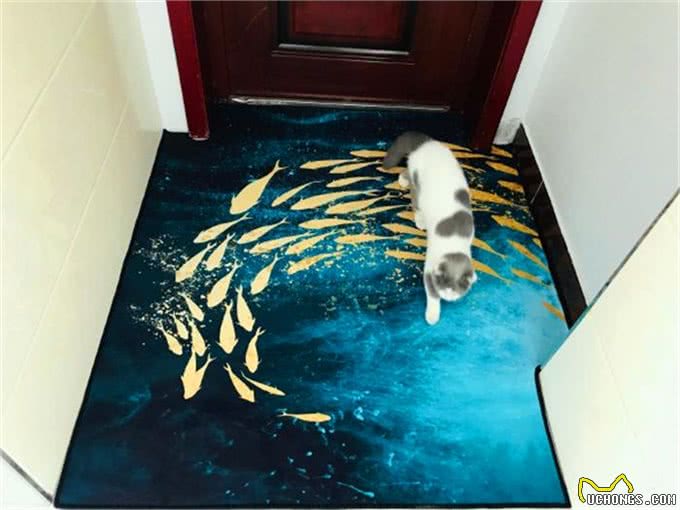 辟谣,猫咪吃鱼对身体好?主人应了解:投喂生鱼将导致爱猫患病