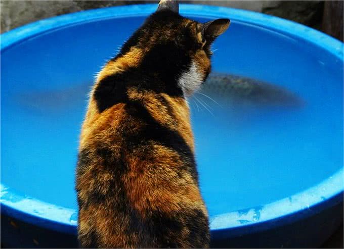 辟谣,猫咪吃鱼对身体好?主人应了解:投喂生鱼将导致爱猫患病