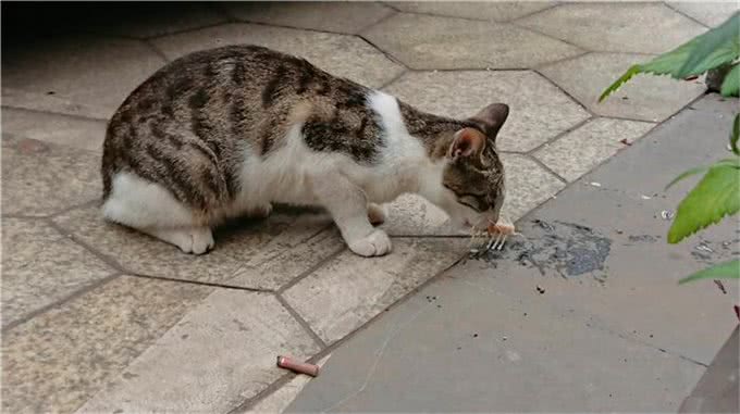 辟谣,猫咪吃鱼对身体好?主人应了解:投喂生鱼将导致爱猫患病