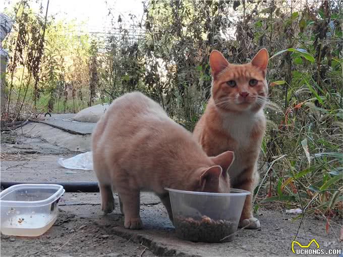 辟谣,猫咪吃鱼对身体好?主人应了解:投喂生鱼将导致爱猫患病