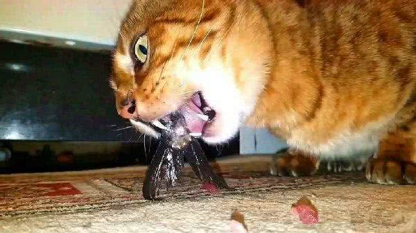 辟谣,猫咪吃鱼对身体好?主人应了解:投喂生鱼将导致爱猫患病