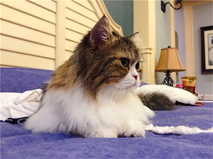 辟谣,猫咪吃鱼对身体好?主人应了解:投喂生鱼将导致爱猫患病