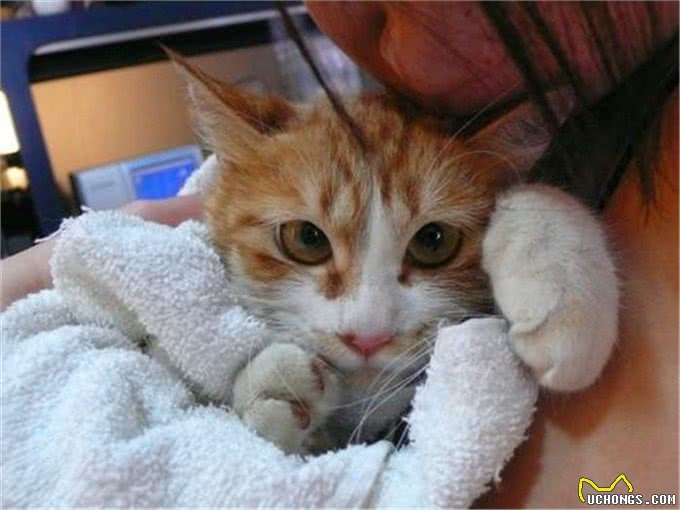 辟谣,猫咪吃鱼对身体好?主人应了解:投喂生鱼将导致爱猫患病