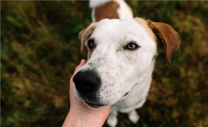 狗狗泪痕是克星?5个小方法,让狗狗和泪痕说拜拜