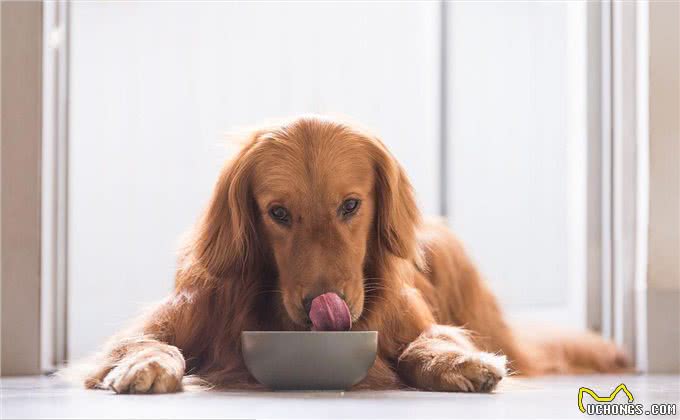 狗狗泪痕是克星?5个小方法,让狗狗和泪痕说拜拜