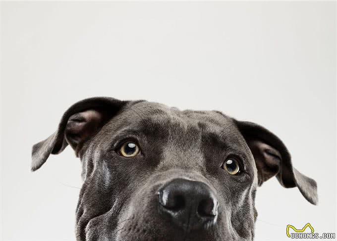 狗狗泪痕是克星?5个小方法,让狗狗和泪痕说拜拜