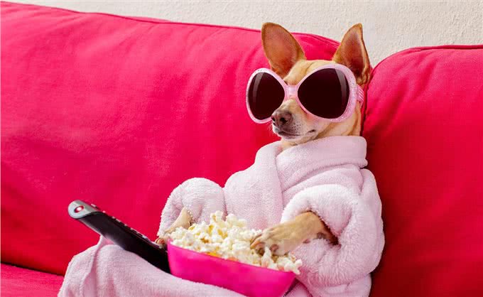 狗狗泪痕是克星?5个小方法,让狗狗和泪痕说拜拜