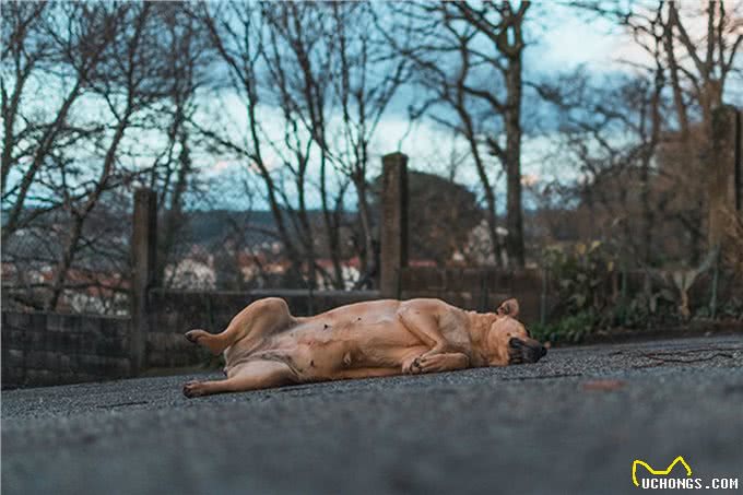累了的狗是快乐和健康的:10个标志你的宠物需要休息