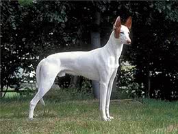 宠物大全:依比沙猎犬的详细资料