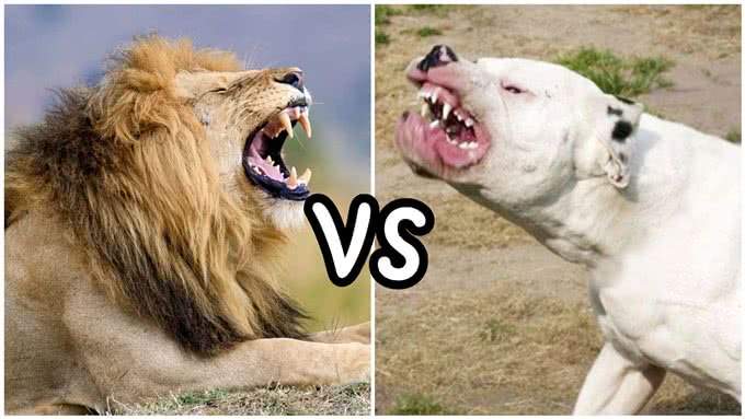 杜高犬vs狮子，如果两者正面硬肛，谁会活到最后?