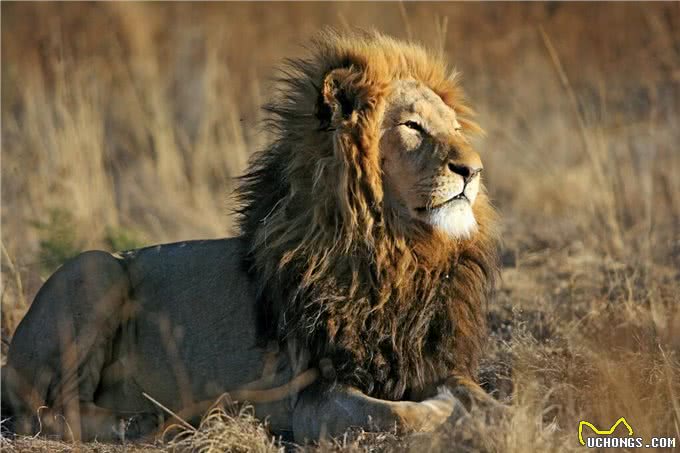 杜高犬vs狮子，如果两者正面硬肛，谁会活到最后?