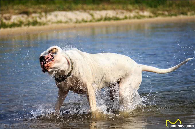 杜高犬vs狮子，如果两者正面硬肛，谁会活到最后?