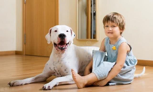 杜高犬vs狮子，如果两者正面硬肛，谁会活到最后?