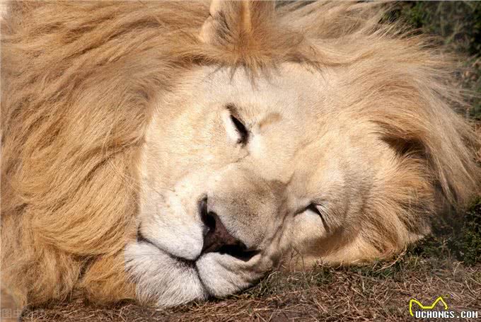 杜高犬vs狮子，如果两者正面硬肛，谁会活到最后?