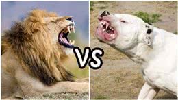 杜高犬vs狮子，如果两者正面硬肛，谁会活到最后?