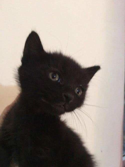 每日一猫（第十六篇）孟买猫