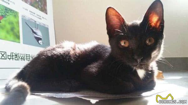 每日一猫（第十六篇）孟买猫