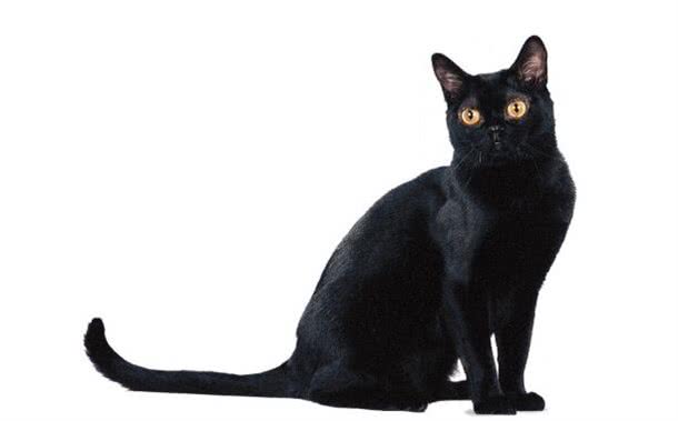 每日一猫（第十六篇）孟买猫